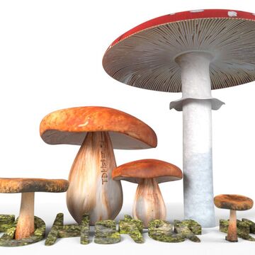 Грибы средней полосы России