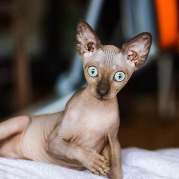 Портрет, кот сфинкс