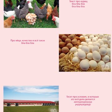 Дизайн сайта Eggs Quality