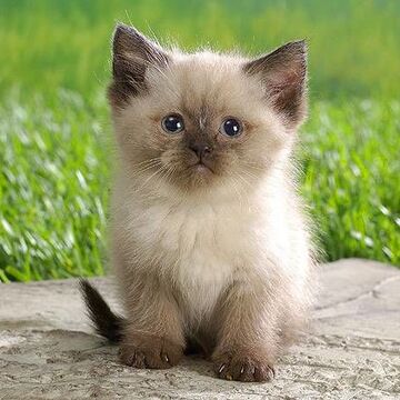 Cat Smak