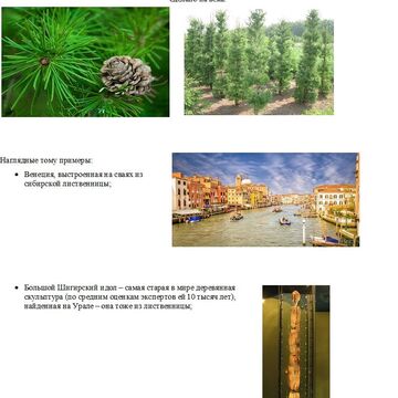 доклад о лиственнице