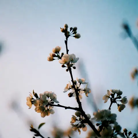 Мягкий кадр с цветами (после)