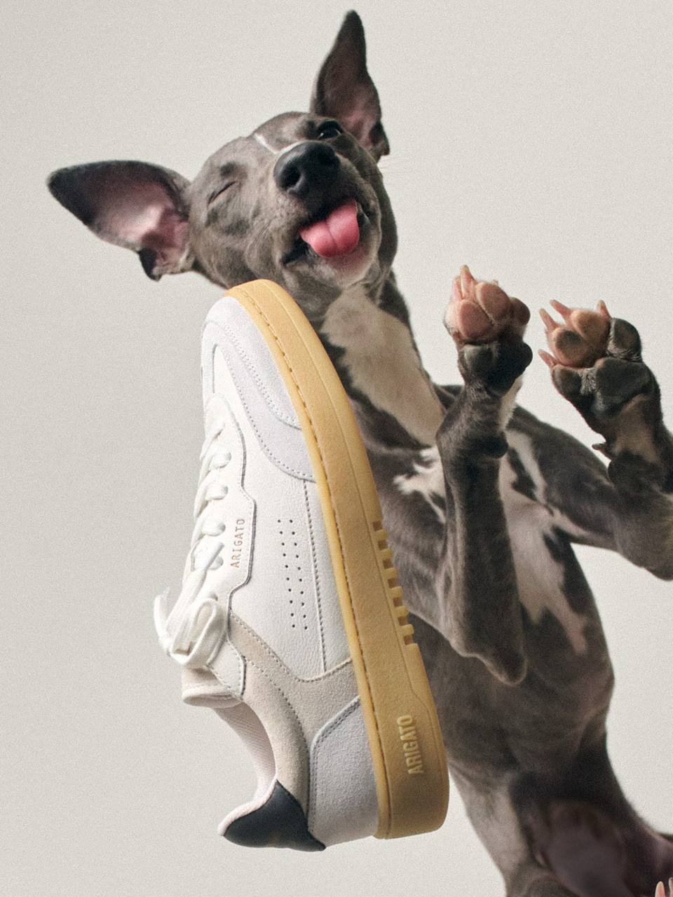 Бренд Axel Arigato, выкатив коллекцию кроссовок