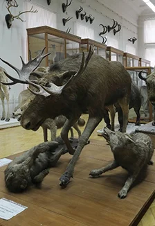 Экспозиция зоологического музея и гербария им. Э.А.Эверсмана — Зоологический музей и гербарий им. Э.А. Эверсман — афиша