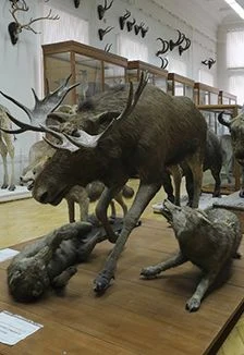 Экспозиция зоологического музея и гербария им. Э.А.Эверсмана — Зоологический музей и гербарий им. Э.А. Эверсман — афиша