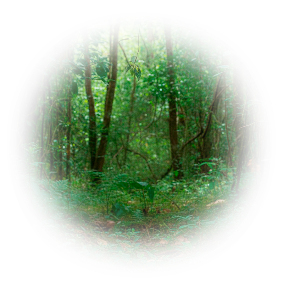 Лого Вебстудия Капира