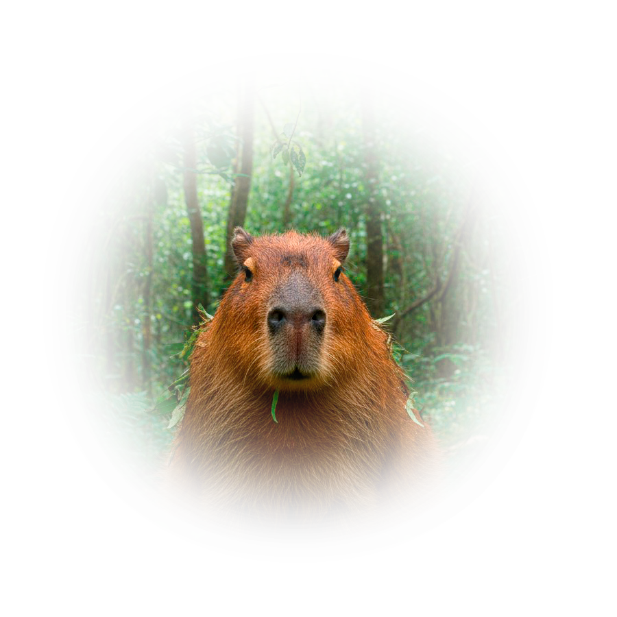 Лого Вебстудия Капира