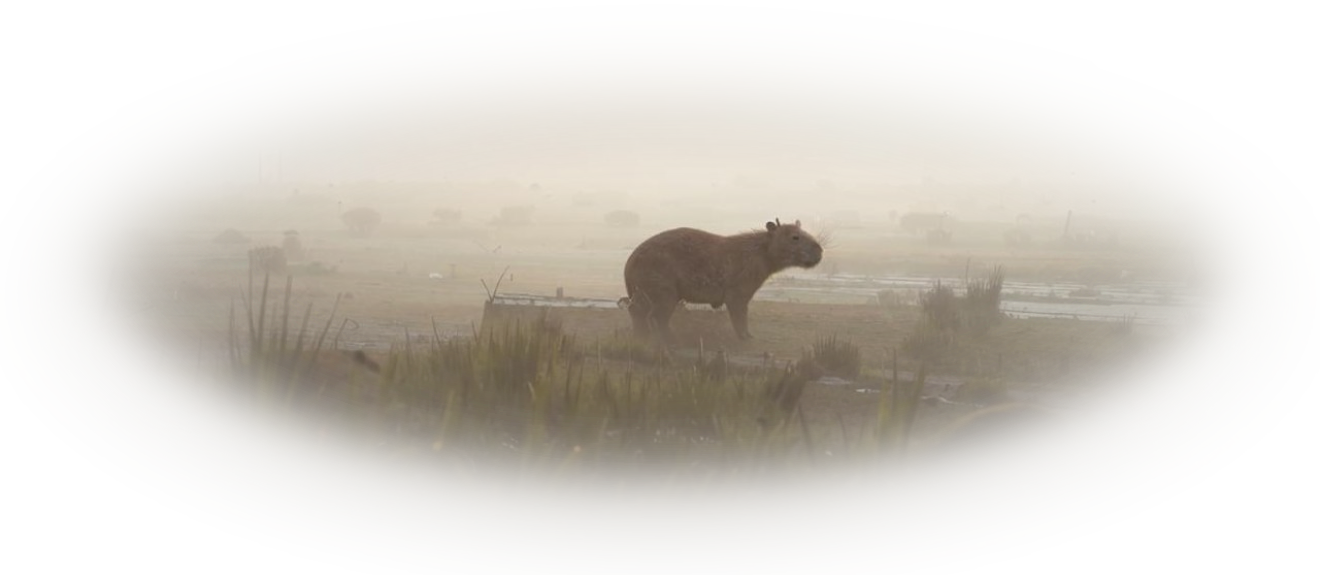 Лого Вебстудия Капира