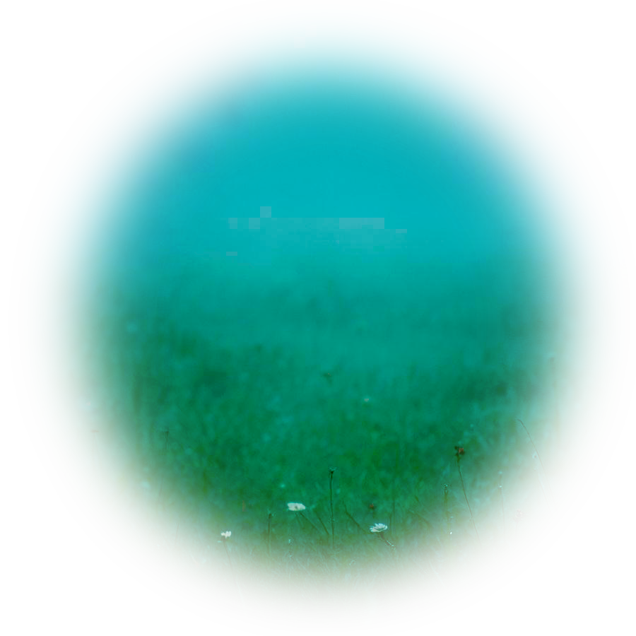 Лого Вебстудия Капира