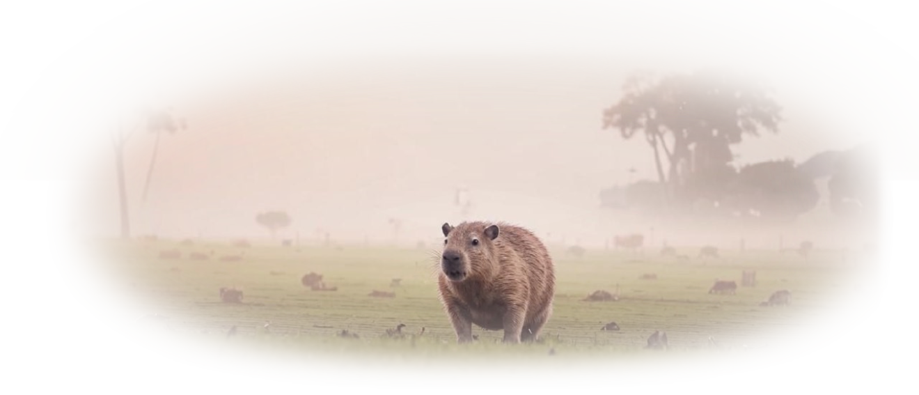 Лого Вебстудия Капира