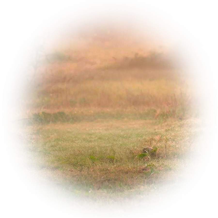 Лого Вебстудия Капира