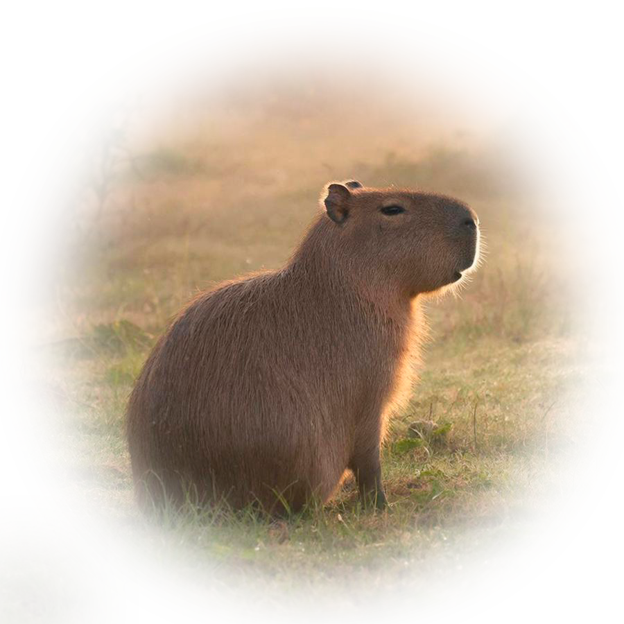 Лого Вебстудия Капира