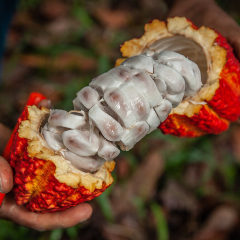какао