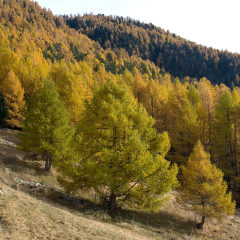 Лиственница европейская