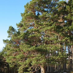 Сосна обыкновенная