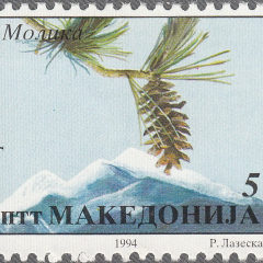 Сосна румелийская