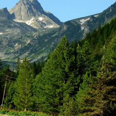 Сосна румелийская