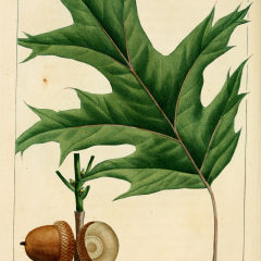 Дуб красный