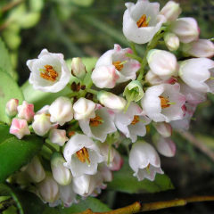 Черника перепончатая