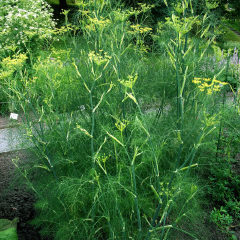 фенхель обыкновенный