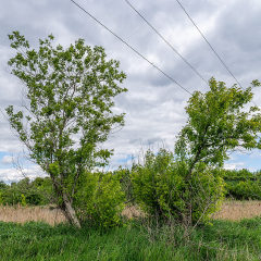 клён ясенелистный