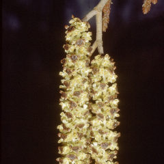 Ольха серая