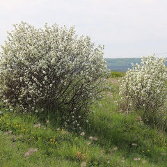 Ирга круглолистная