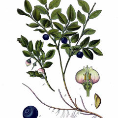 Черника