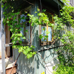 Виноград амурский