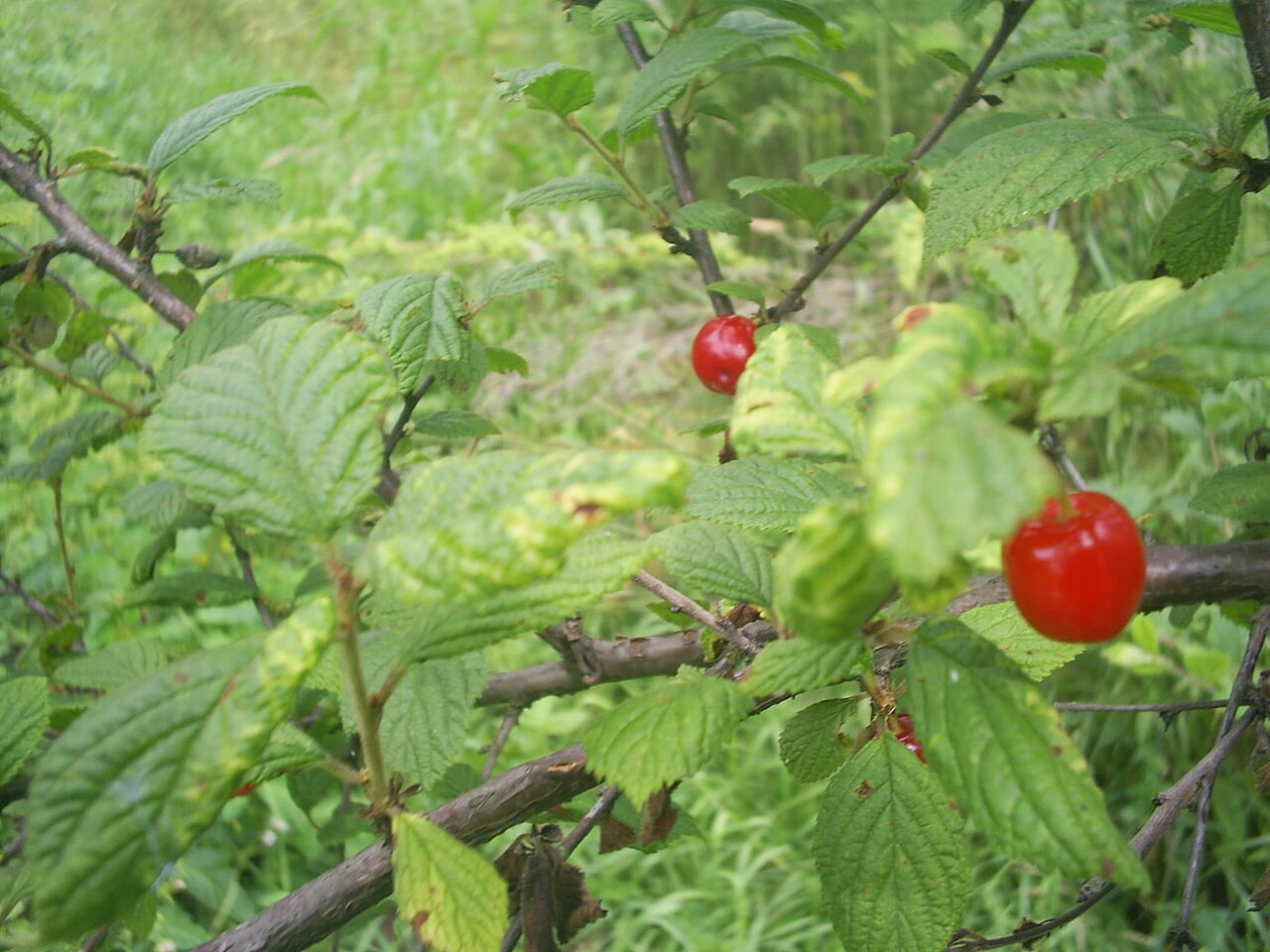 Вишня войлочная