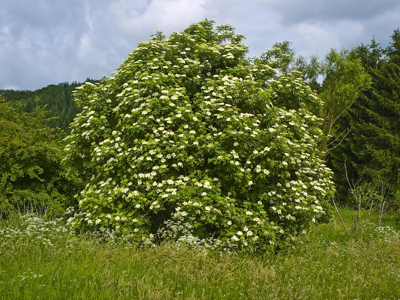 Бузина чёрная