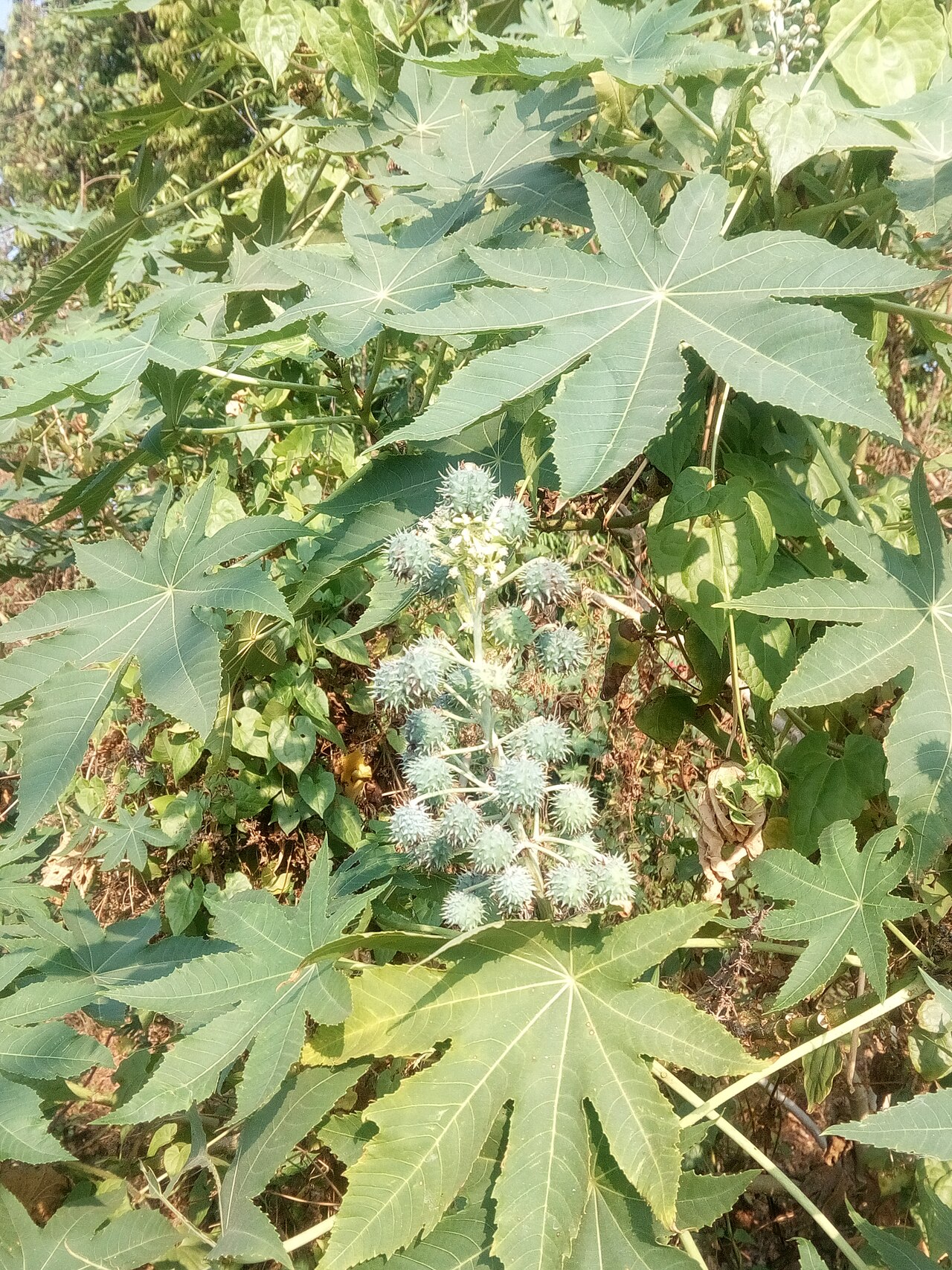 клещевина