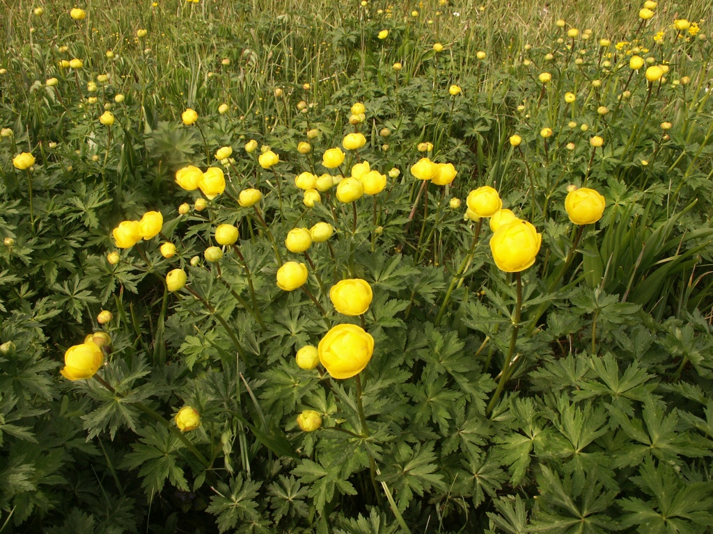 Купальница европейская