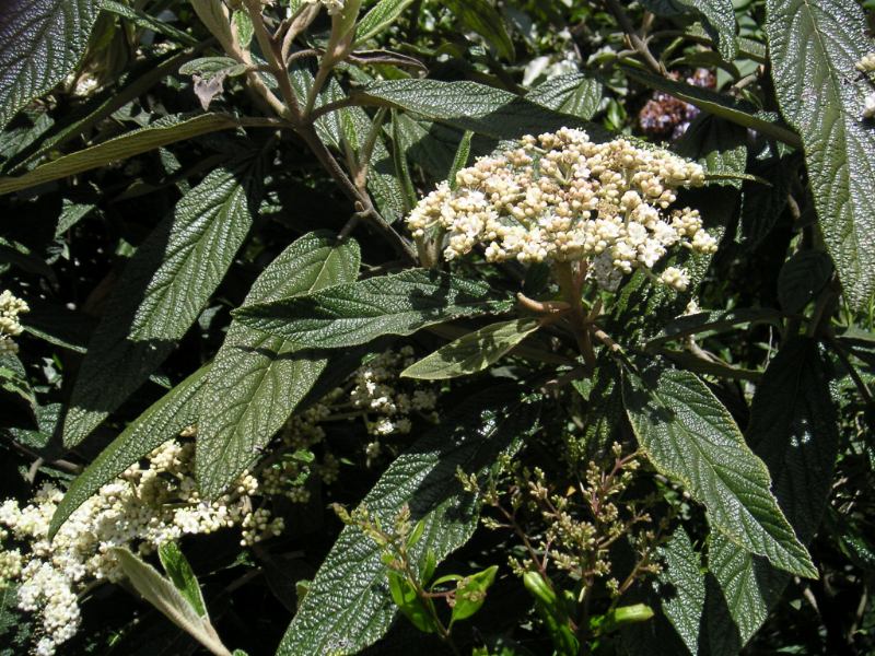 Калина морщинистолистная