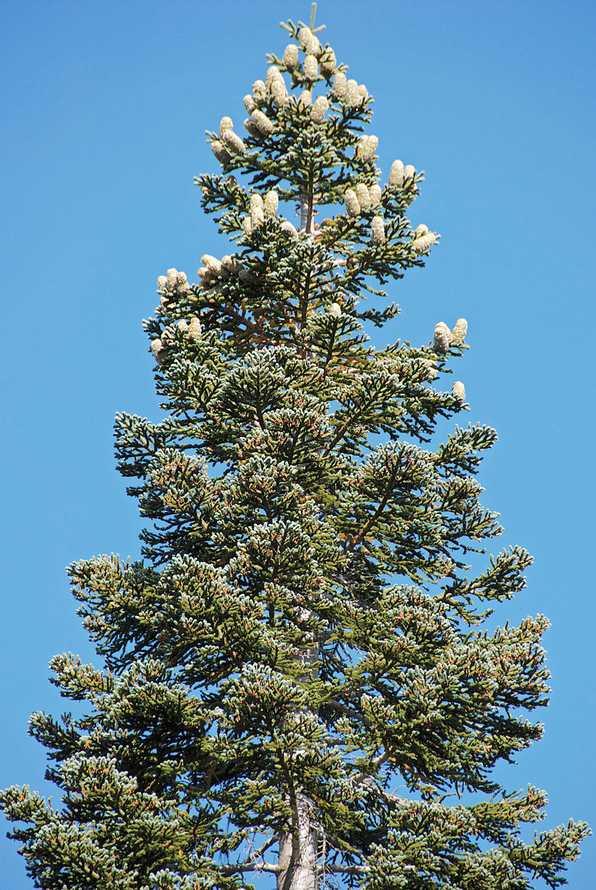 Пихта великолепная
