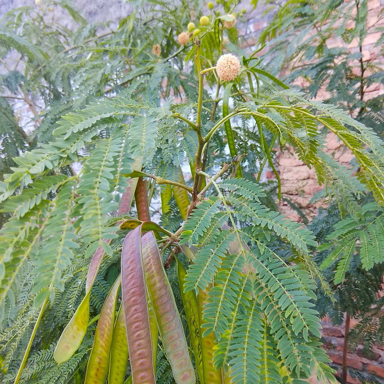 Леуцена светлоголовчатая