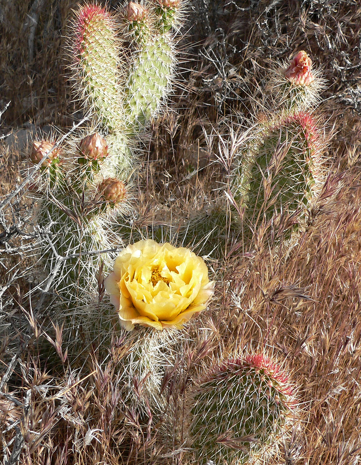 Опунция многоиглая