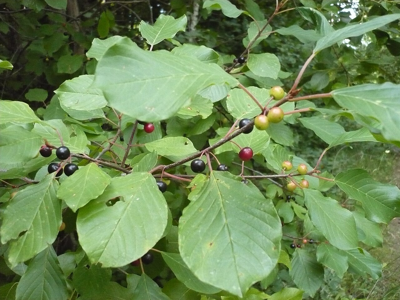 крушина ломкая