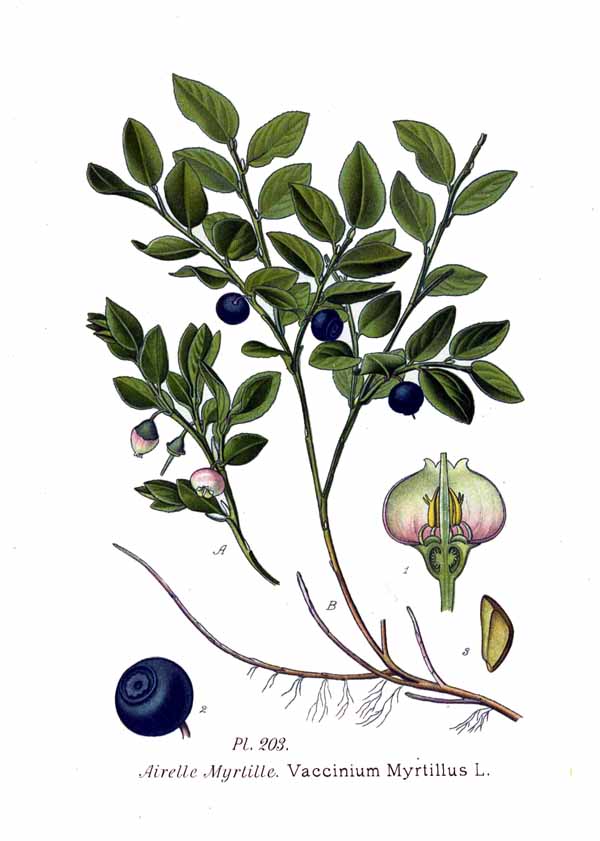 Черника