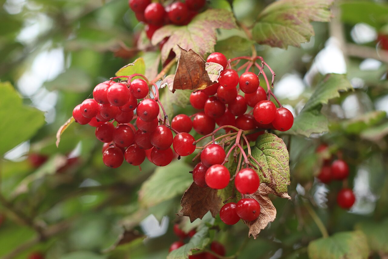 Калина обыкновенная