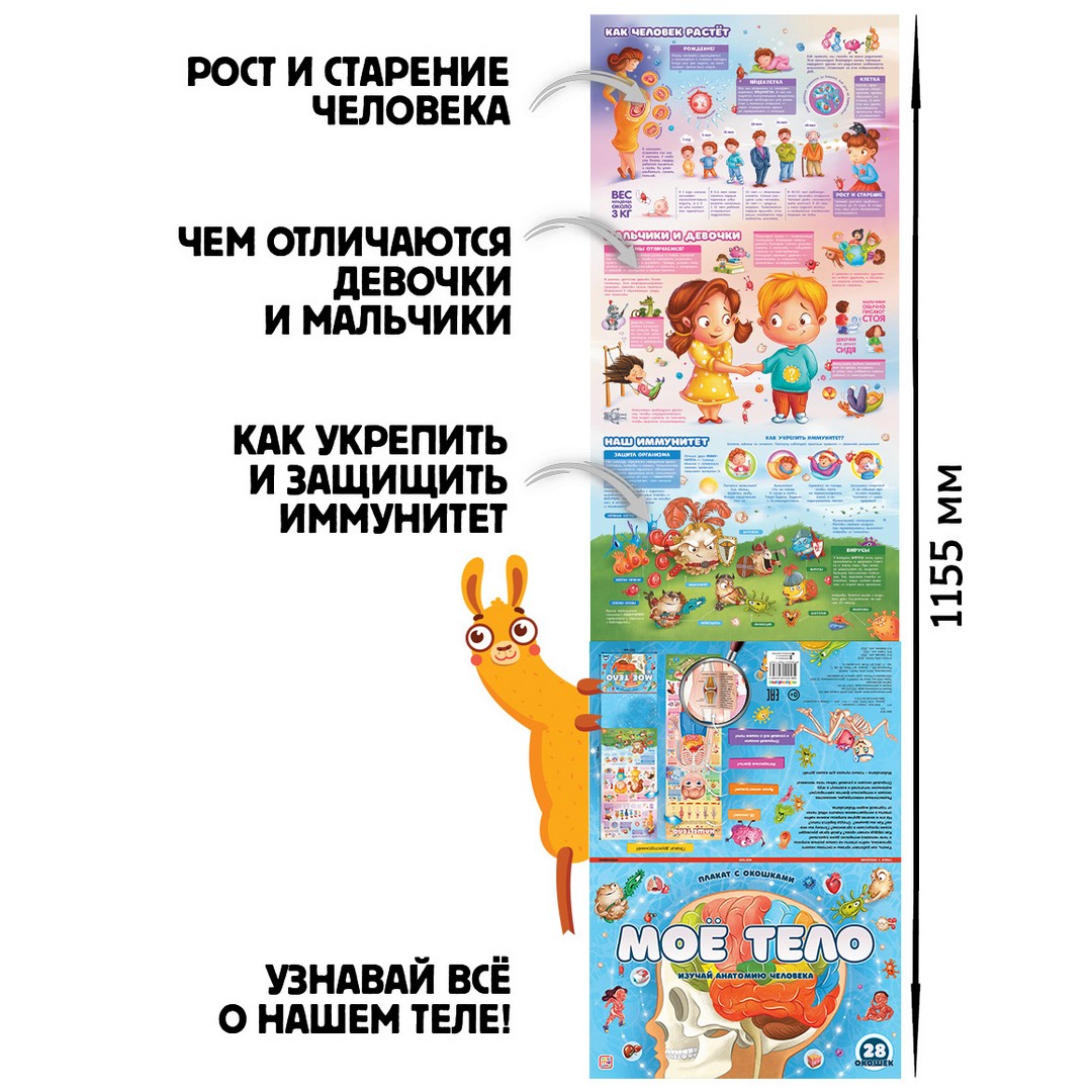 Плакат с окошками. Мое тело