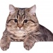 Kisa