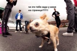 CheLOVEk NarKotik