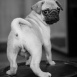 Boris