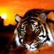 Baykov Vladimir