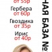 ДЕШЕВЫЕ ЦВЕТЫ и БУКЕТЫ в ВОЛОГДЕ. РОЗЫ от 25 руб.