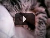 Cat mom hugs baby kitten