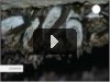 Летучие мыши и аэродинамика