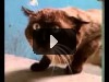 Ну очень странный кот!