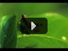 12 Animals in The Amazing Amazon (with Slow Mo) - Smarter Every Day 76